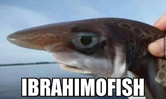 Large Nose Fish with the caption  Ibrahimofish