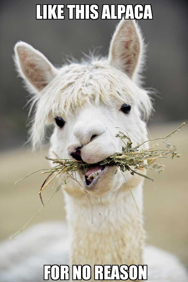 Cool Alpaca Eating Grass with the caption LIKE This alpaca  for no reason