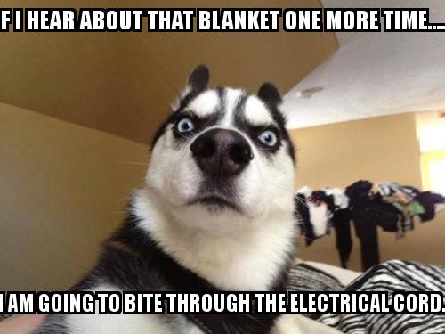 What the dog with the caption If I hear about that blanket one more time..... I am going to bite through the electrical cord.
